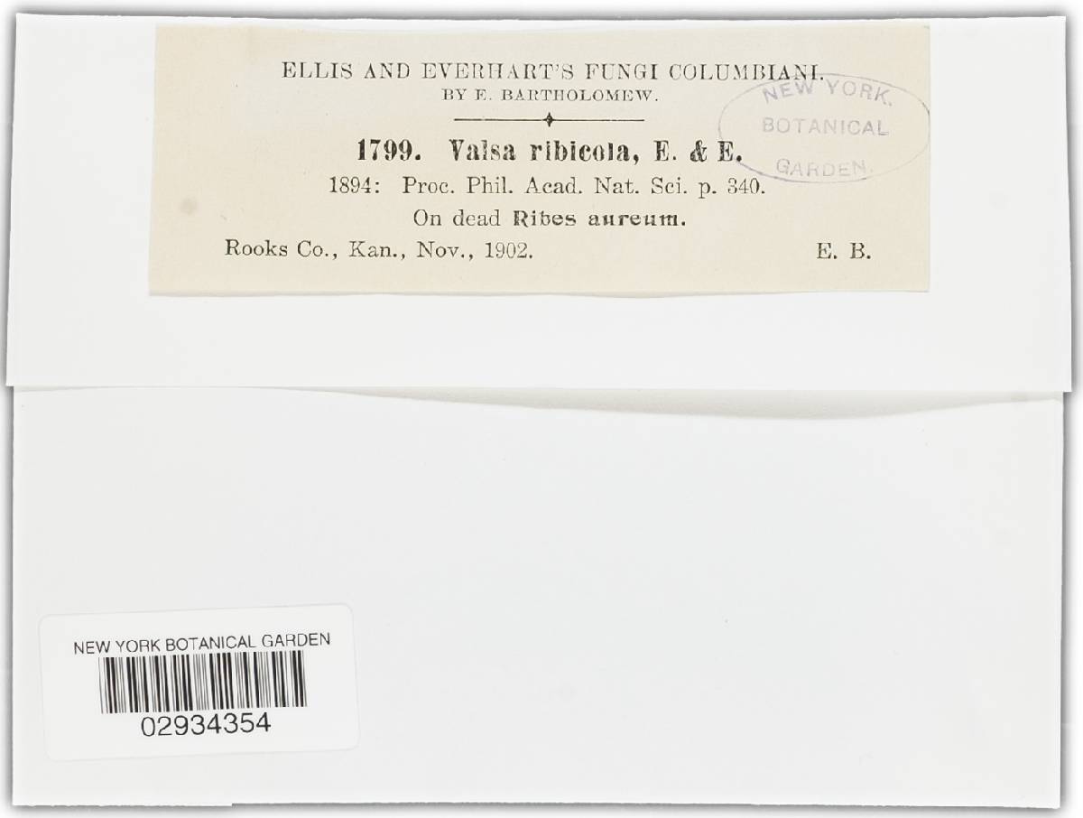 Valsa ribicola image