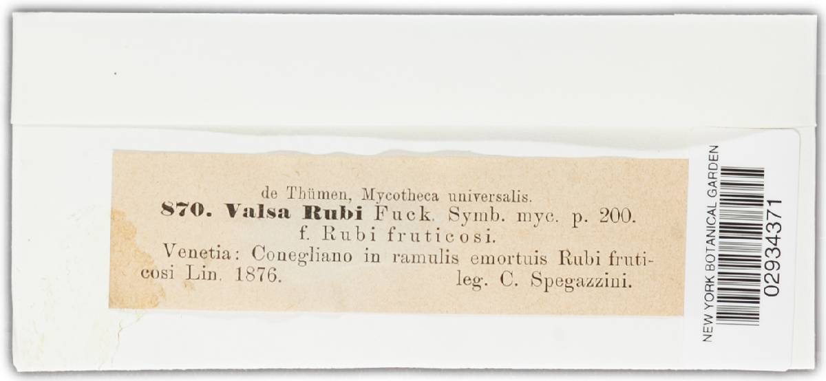 Valsa rubi image