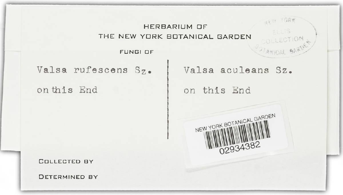 Valsa rufescens image