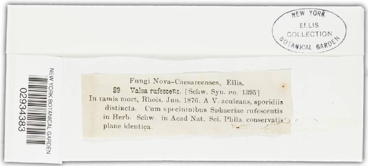 Valsa rufescens image