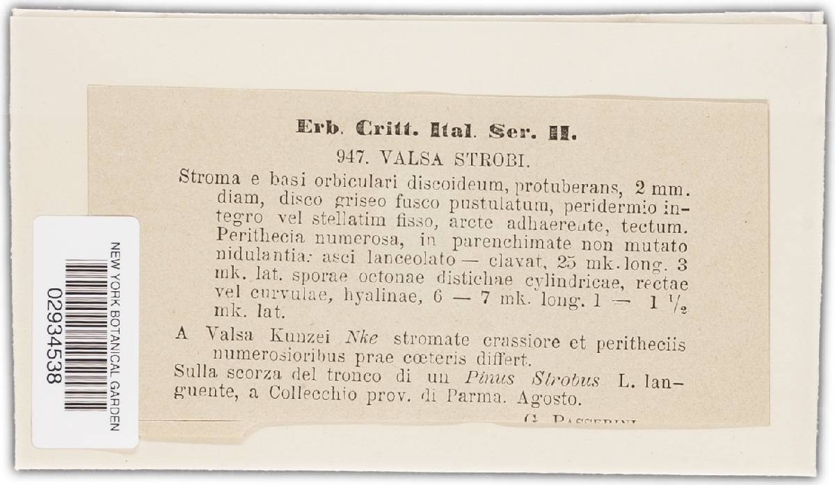Valsa strobiligena image