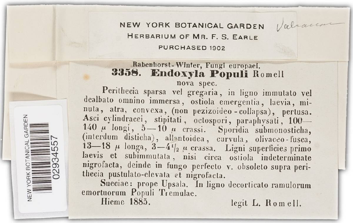 Endoxyla image
