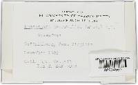 Valsa subclypeata image