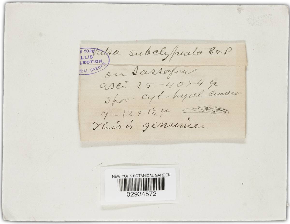 Valsa subclypeata image