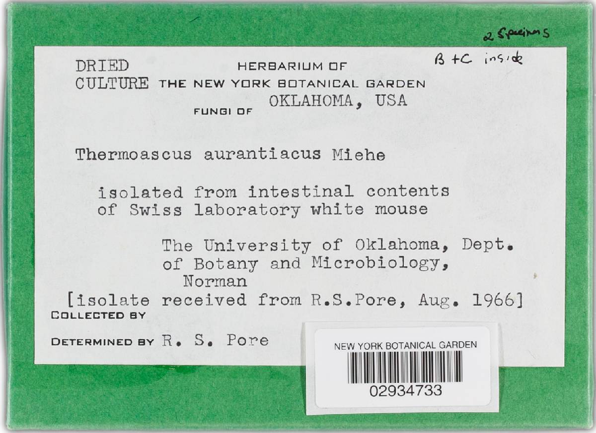 Thermoascus aurantiacus image
