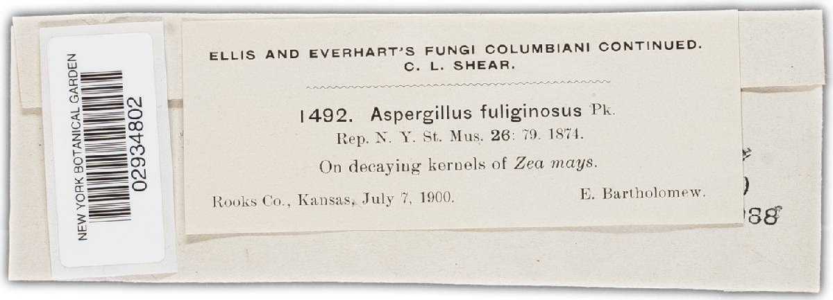 Aspergillus fuliginosus image