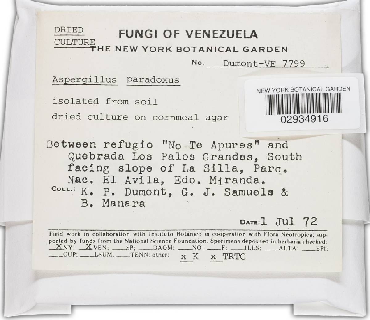 Aspergillus paradoxus image