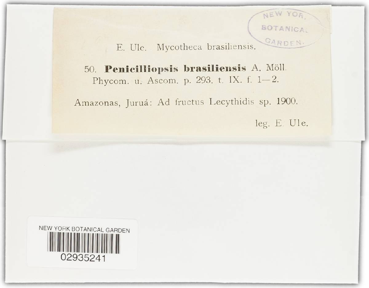 Penicilliopsis brasiliensis image