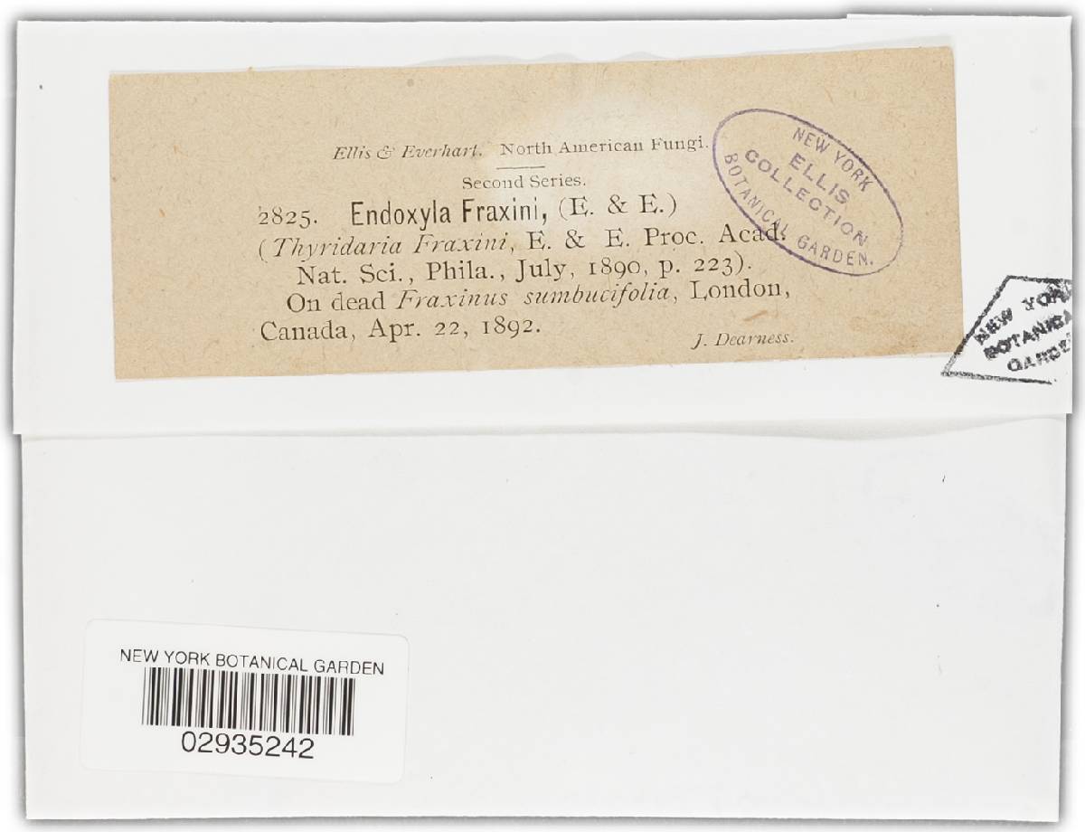 Endoxyla fraxini image