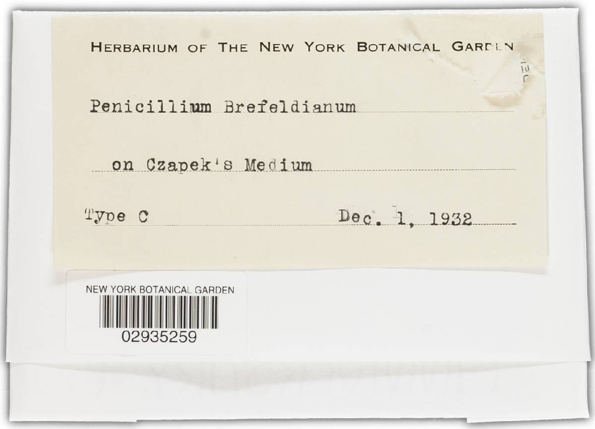 Penicillium dodgei image