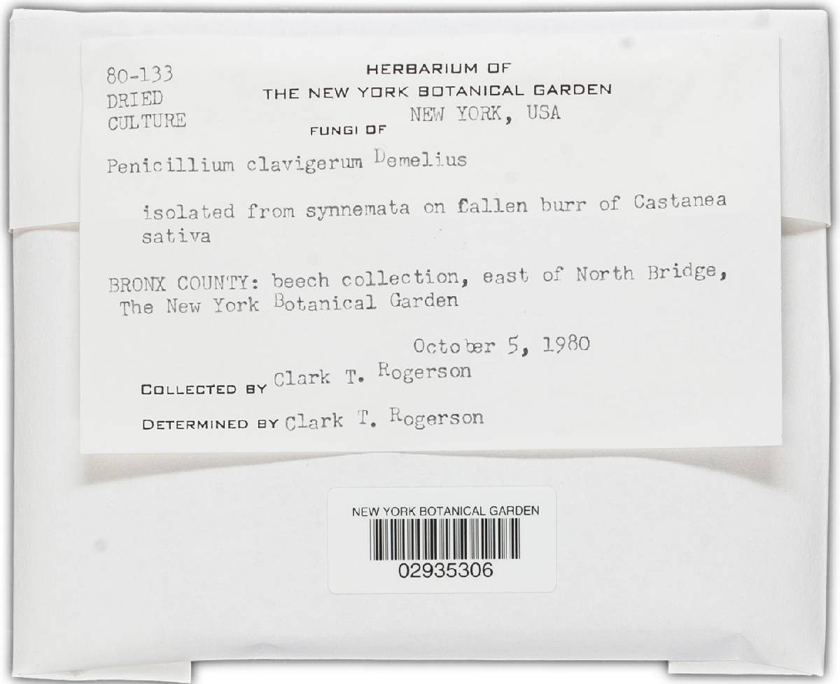 Penicillium clavigerum image