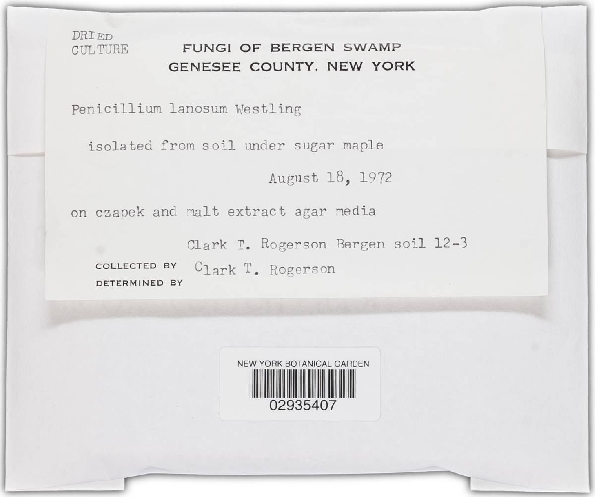 Penicillium lanosum image