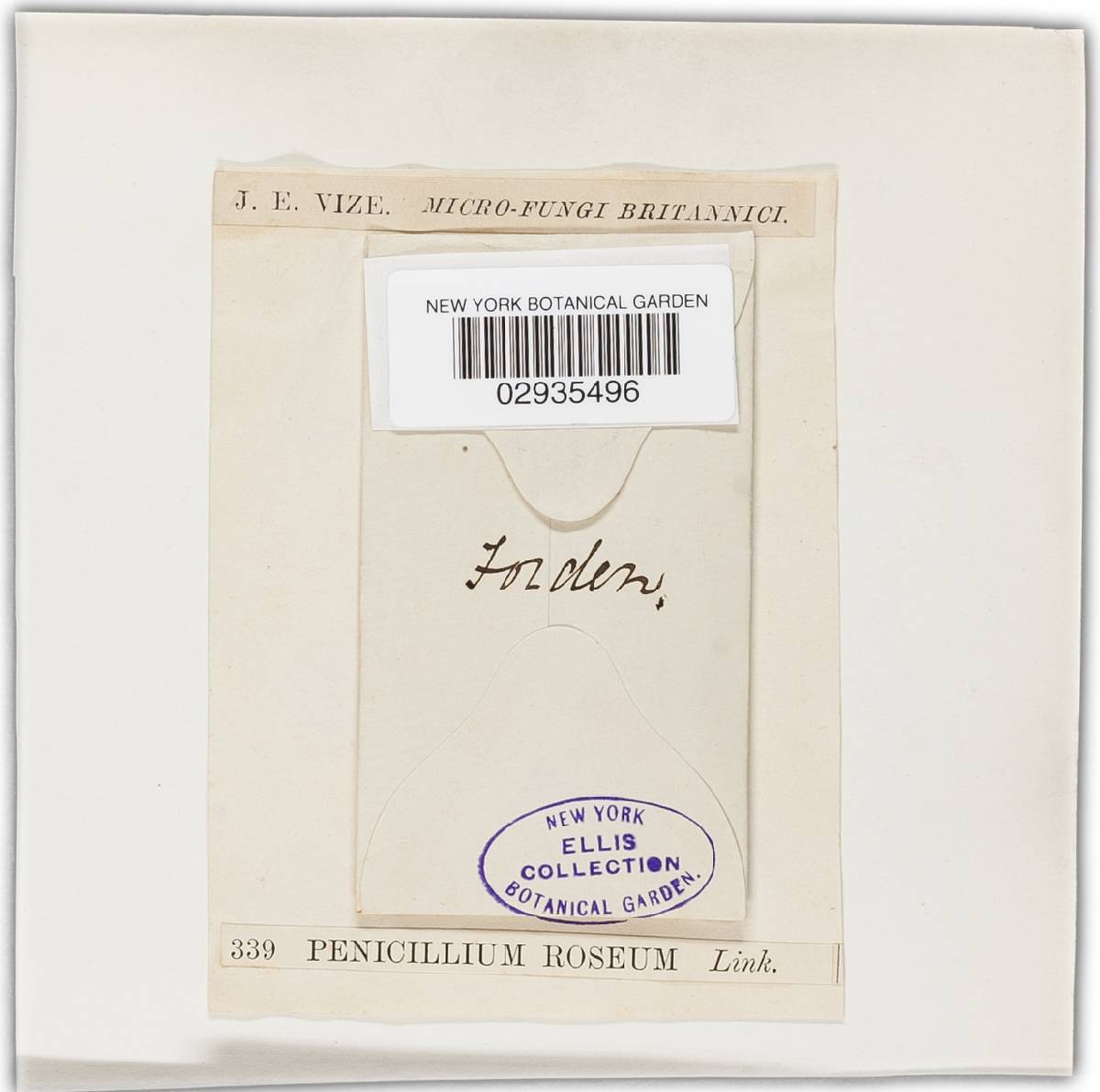 Clonostachys rosea f. rosea image