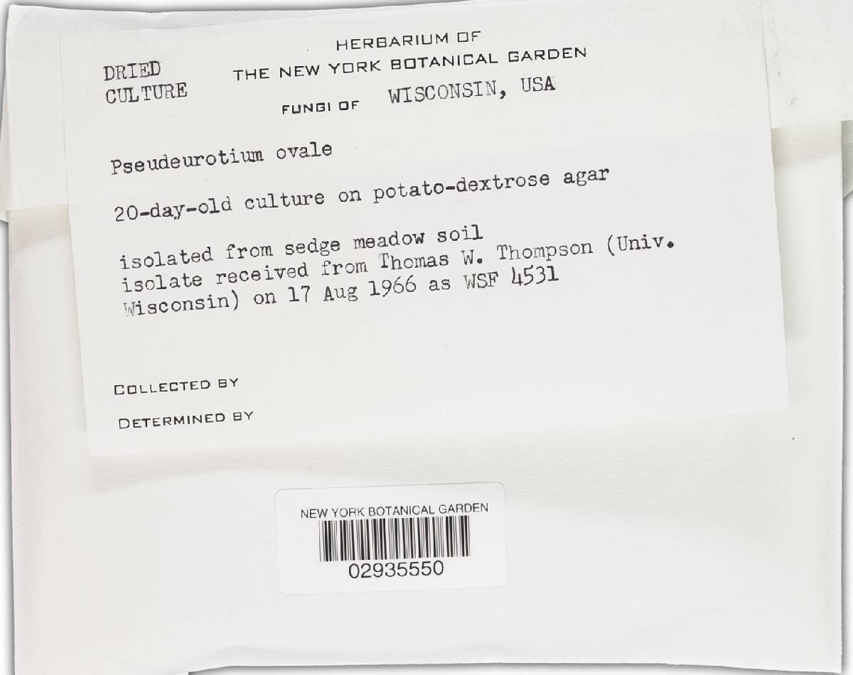 Pseudeurotium ovale image