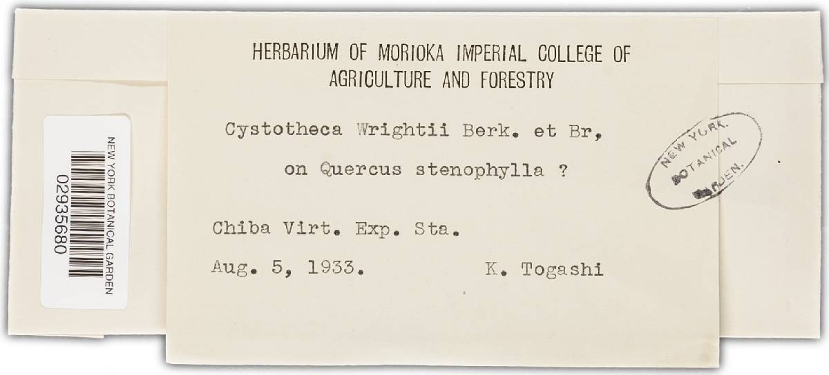 Cystotheca image