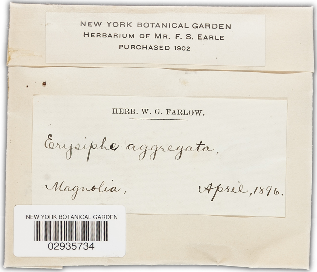 Erysiphe aggregata image