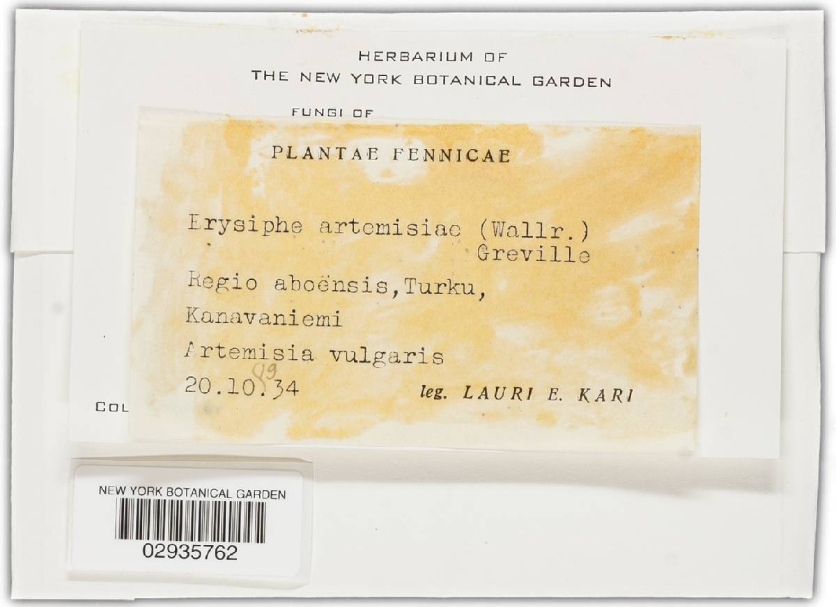 Erysiphe artemisiae image