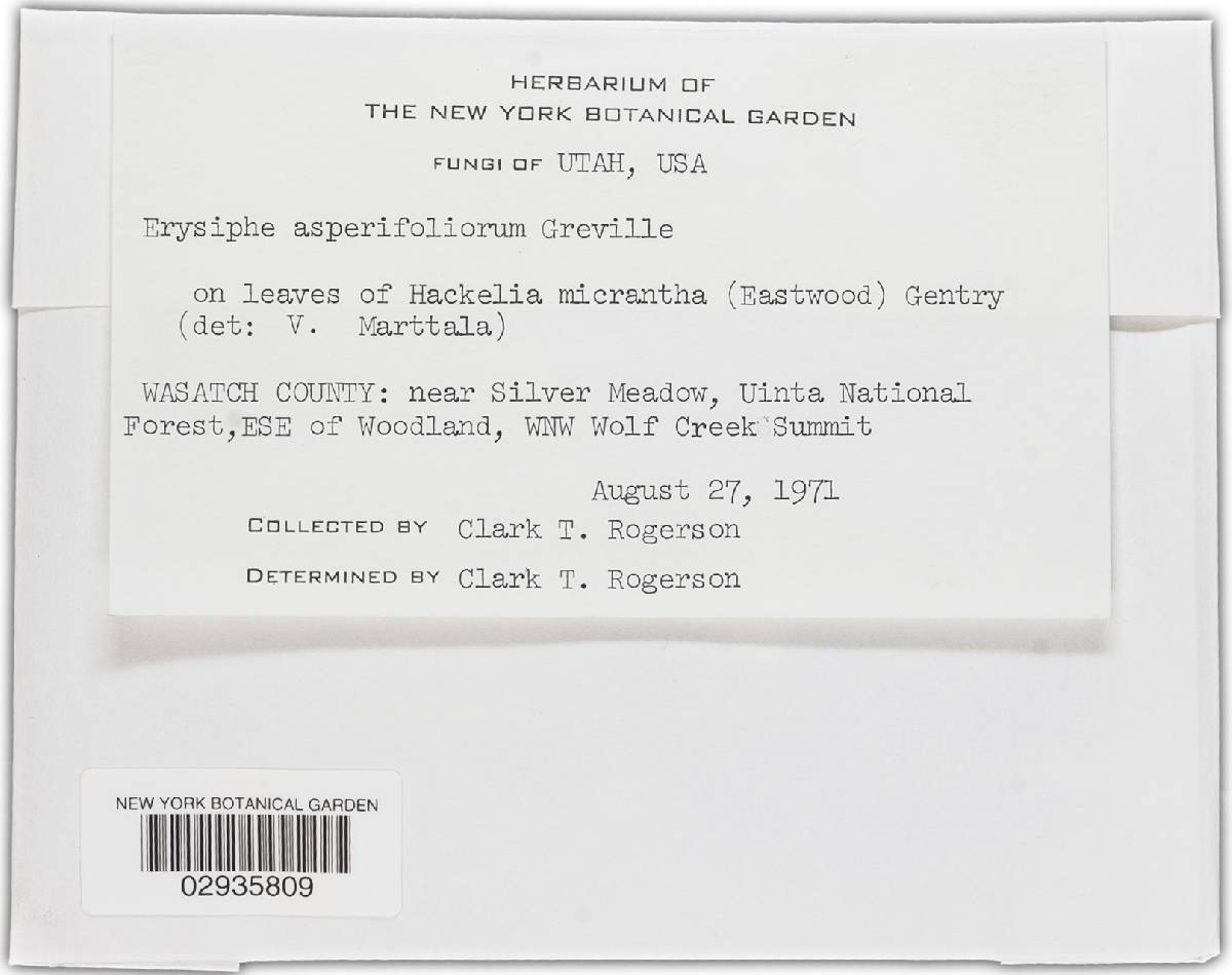 Golovinomyces cynoglossi image