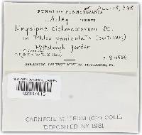Golovinomyces cichoracearum image
