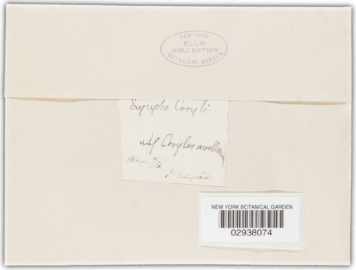Erysiphe coryli image