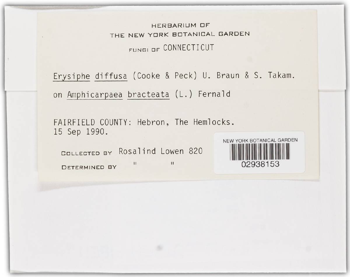 Erysiphe diffusa image