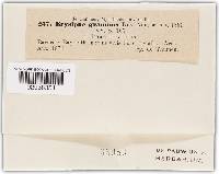Blumeria graminis image