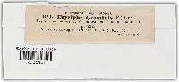 Blumeria graminis image