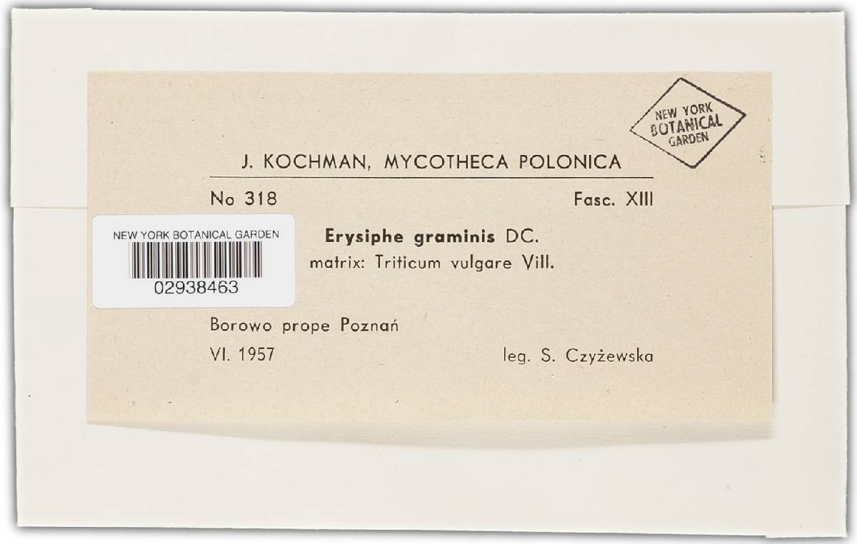 Blumeria graminis image