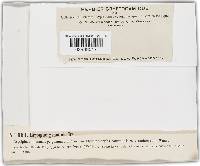 Blumeria graminis image