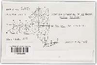 Blumeria graminis image