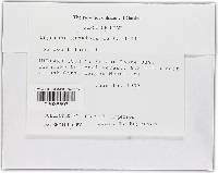 Blumeria graminis image