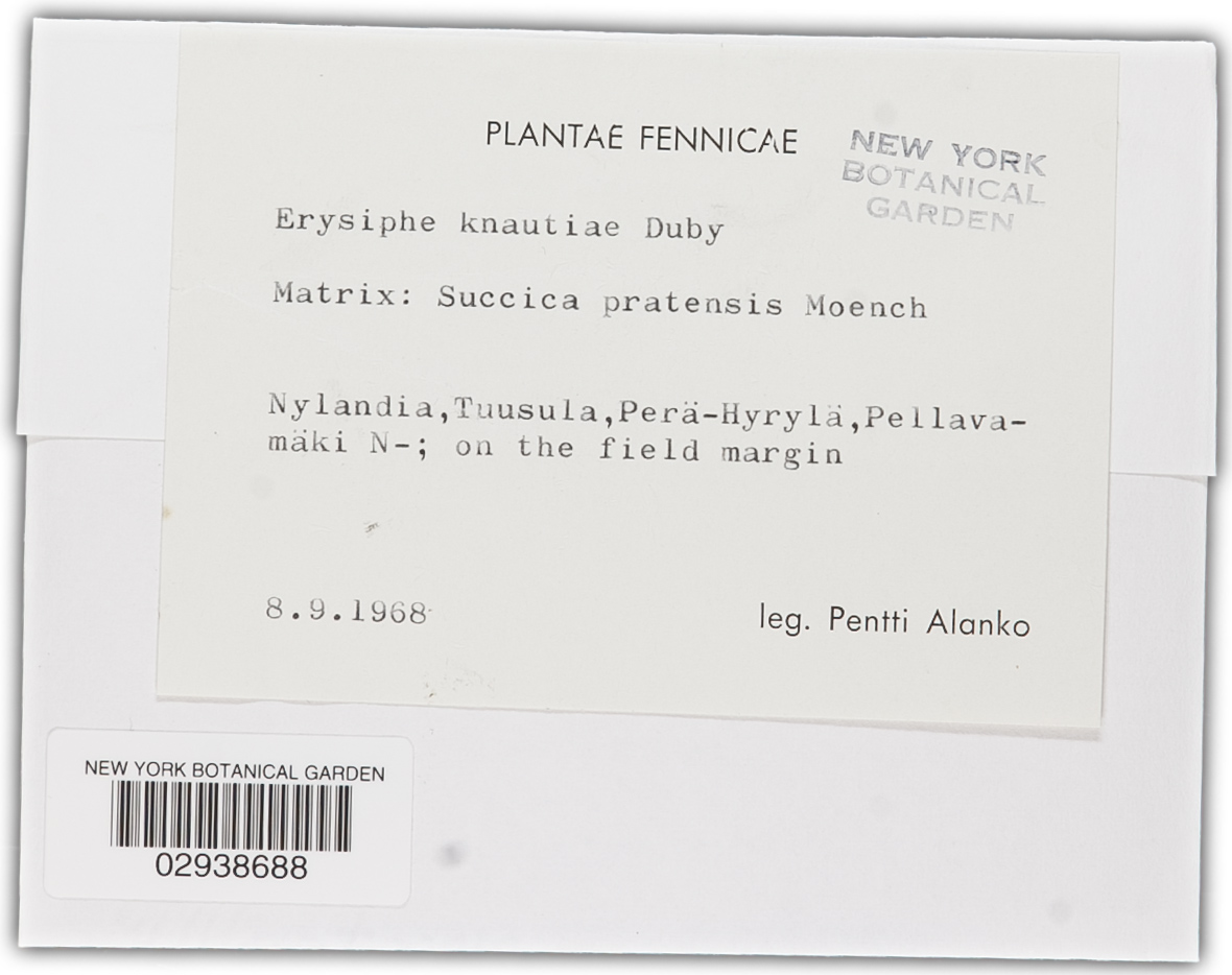 Erysiphe knautiae image