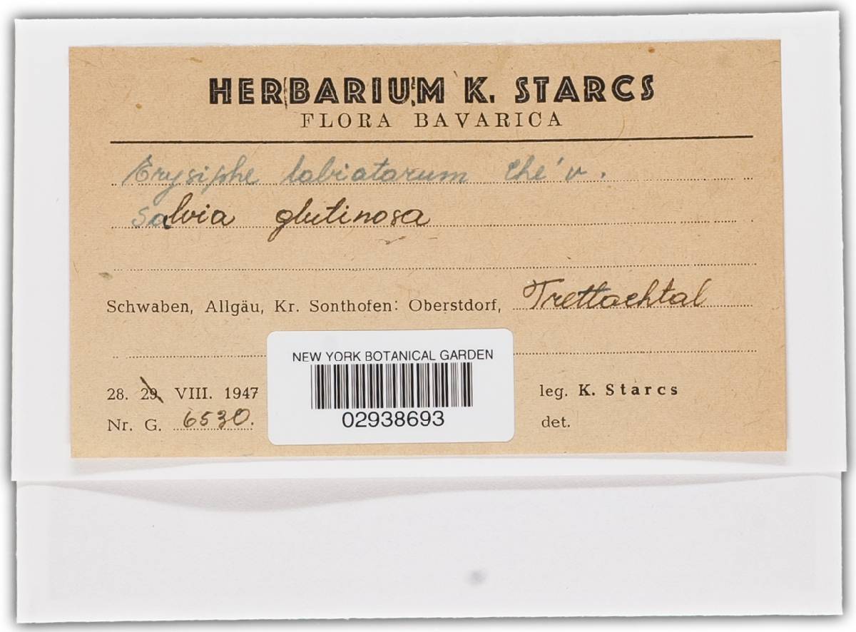 Erysiphe labiatarum image