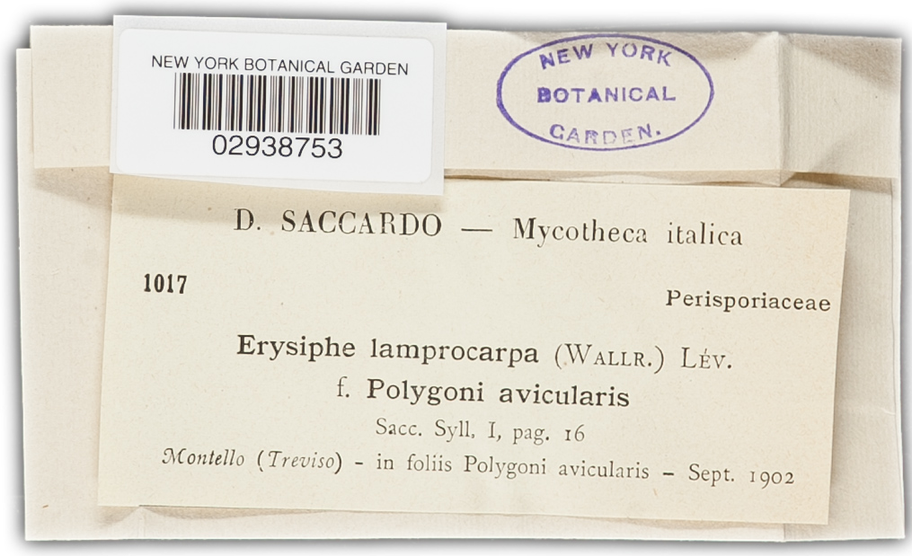 Erysiphe lamprocarpa image