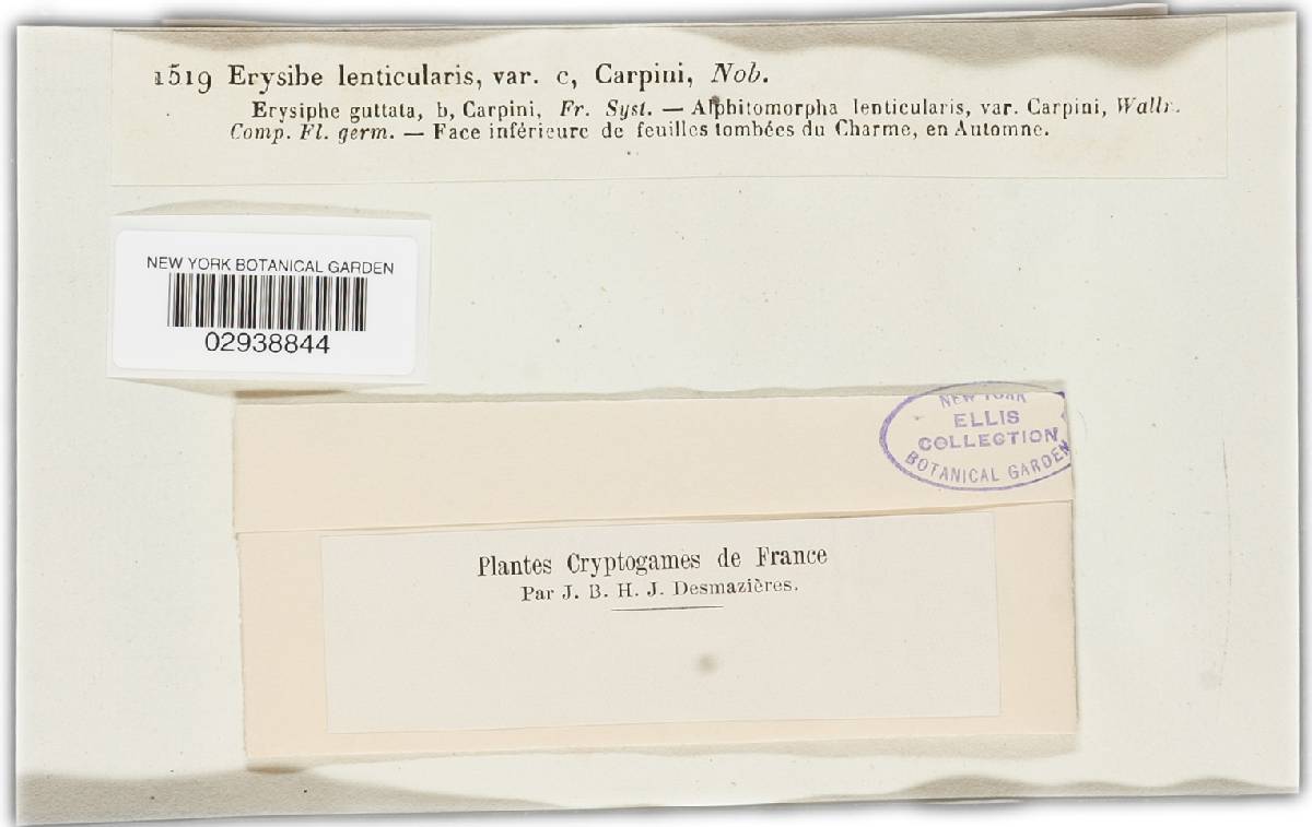Erysiphe lenticularis image