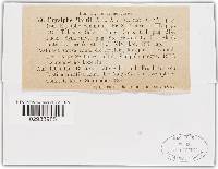Erysiphe martii image