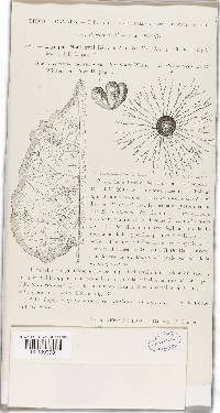 Erysiphe montagnei image