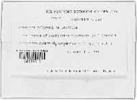 Erysiphe polygoni image