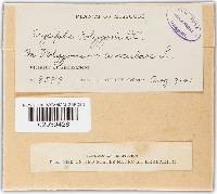 Erysiphe polygoni image