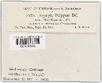 Erysiphe polygoni image