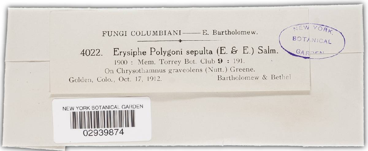 Erysiphe polygoni var. sepulta image