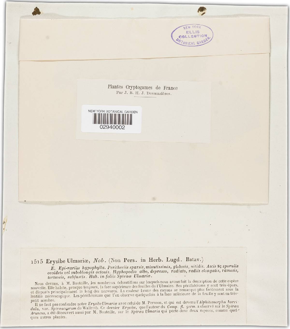 Erysiphe ulmariae image