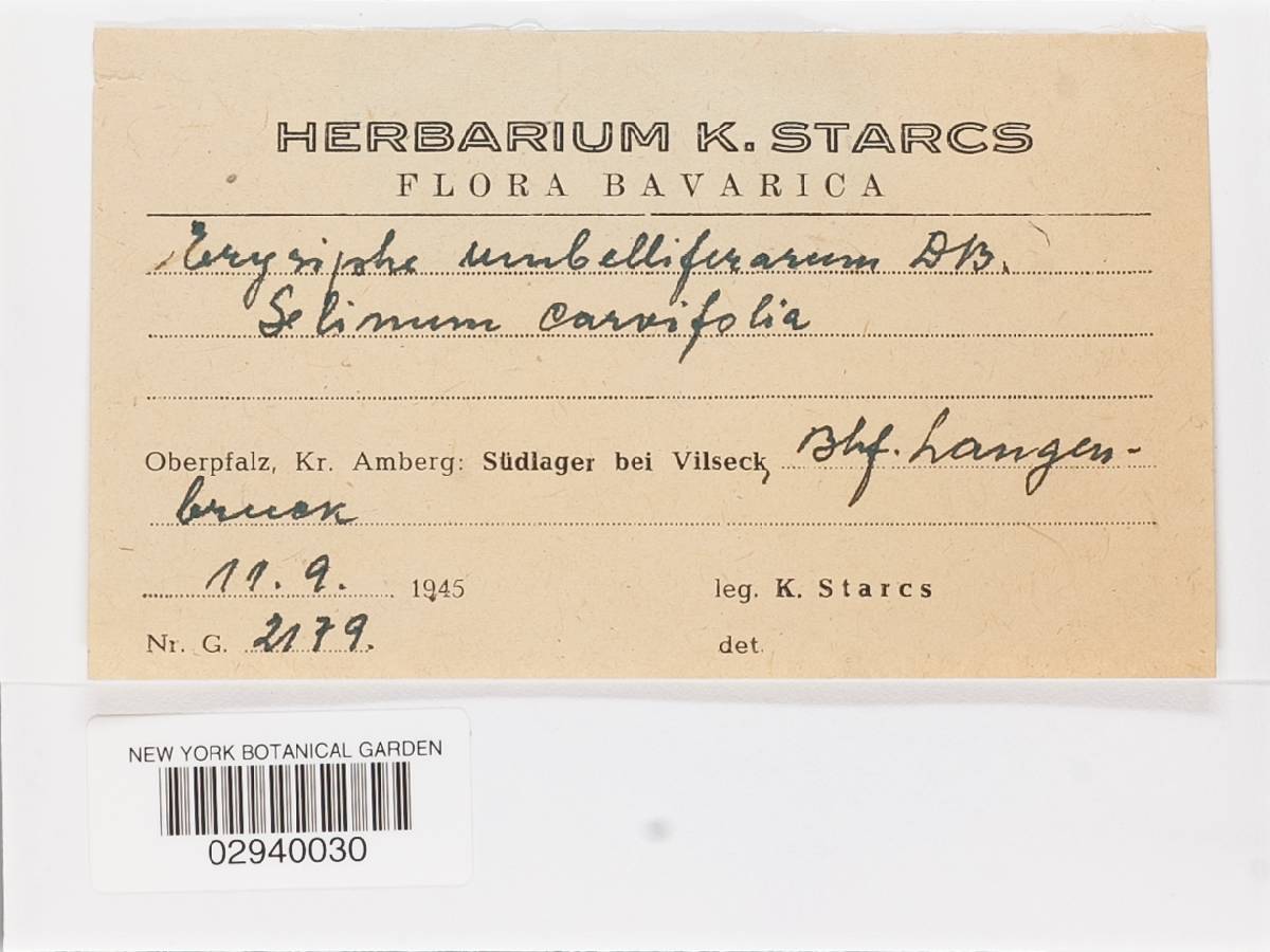 Erysiphe heraclei image