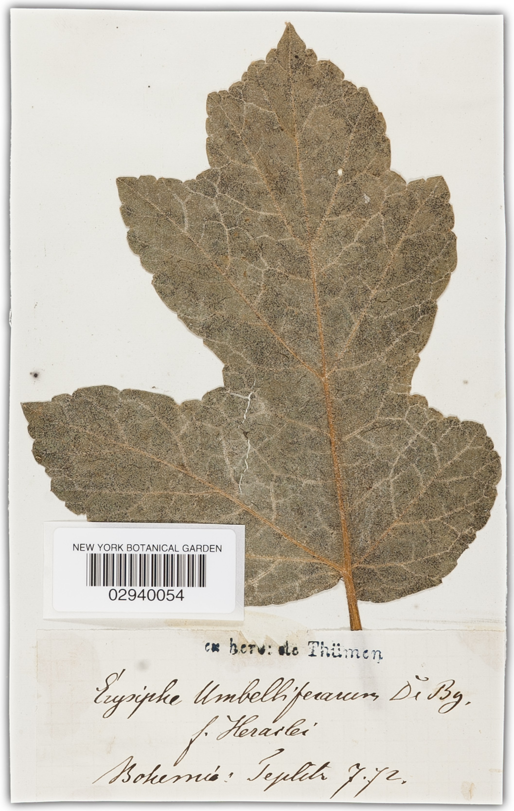 Erysiphe heraclei image