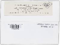 Erysiphe penicillata image