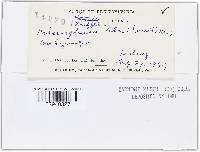 Erysiphe penicillata image