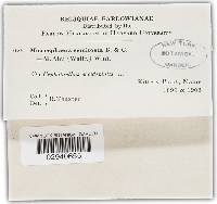 Erysiphe penicillata image
