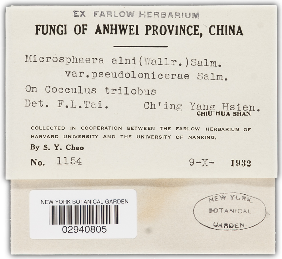 Erysiphe penicillata image