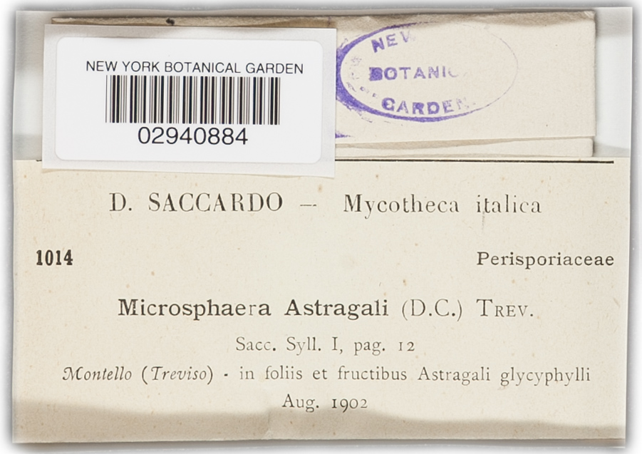 Erysiphe astragali image