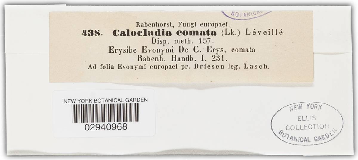 Microsphaera comata image